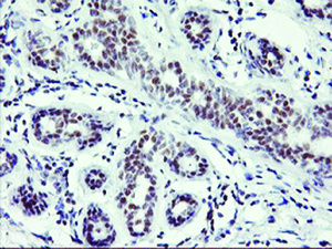 Anti-RNF113B Mouse Monoclonal Antibody [clone: OTI2H5]