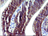 Anti-RASSF8 Mouse Monoclonal Antibody [clone: OTI1F5]