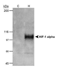 Anti-HIF1A Mouse Monoclonal Antibody (DyLight® 650) [clone: H1alpha67]
