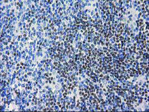 Anti-ANKRD53 Mouse Monoclonal Antibody [clone: OTI1E1]