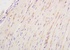 Immunohistochemical analysis of formalin-fixed paraffin embedded rat brain tissue using NPRA antibody (dilution at 1:200)