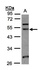 Anti-BECN1 Rabbit Polyclonal Antibody (Biotin)