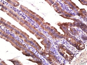 Immunohistochemical staining of mouse small intestine tissue using Layilin antibody.