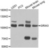 Western blot analysis of extracts of various cell lines using GRIA3 antibody