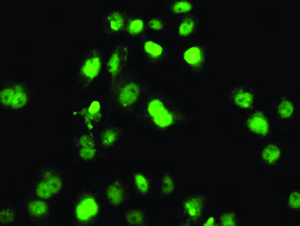 Anti-SAMHD1 Mouse Monoclonal Antibody [clone: OTI3F5]