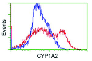 Anti-CYP1A2 Mouse Monoclonal Antibody [clone: OTI7D12]