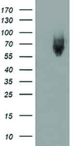 Anti-KEAP1 Mouse Monoclonal Antibody [clone: OTI1G2]
