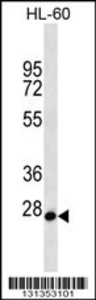 Anti-MED22 Rabbit Polyclonal Antibody (FITC (Fluorescein Isothiocyanate))