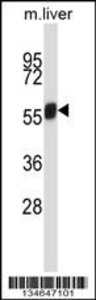 Anti-NEK3 Rabbit Polyclonal Antibody (Biotin)