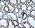 Anti-NME4 Mouse Monoclonal Antibody [clone: OTI1A5]