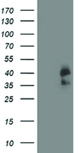 Anti-CDK2 Mouse Monoclonal Antibody [clone: OTI5A10]