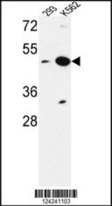 Anti-NUPL2 Rabbit Polyclonal Antibody (Biotin)