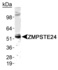 Anti-HP1 alpha Rabbit Polyclonal Antibody