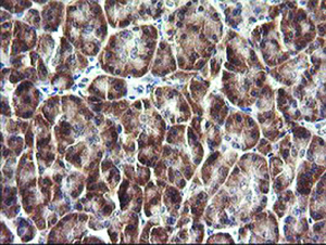 Anti-IL36G Mouse Monoclonal Antibody [clone: OTI6E4]