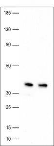 Anti-APEX1 Rabbit Polyclonal Antibody (Biotin)