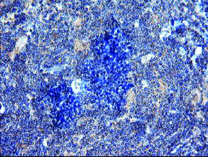 Anti-DUPD1 Mouse Monoclonal Antibody [clone: OTI7E4]