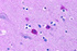 Anti-BOK Rabbit Polyclonal Antibody
