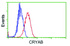 Anti-CRYAB Mouse Monoclonal Antibody [clone: OTI1G1]