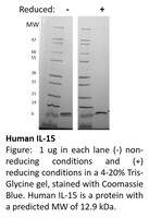 Human Recombinant IL15 (from E. coli)