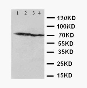 Anti-Tau Mouse Monoclonal Antibody [clone: TAU-93]