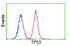 Anti-TP53 Mouse Monoclonal Antibody [clone: OTI2E4]
