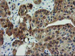 Anti-TOMM34 Mouse Monoclonal Antibody [clone: OTI2A9]