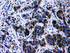 Anti-LGALS3BP Mouse Monoclonal Antibody [clone: OTI5E3]