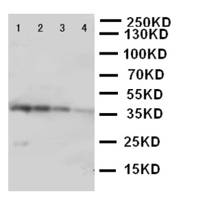Anti-PKR Rabbit Polyclonal Antibody