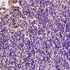Immunohistochemical analysis of formalin-fixed and paraffin embedded rat spleen tissue (dilution at:1:200) using GilZ antibody