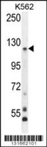 Anti-PCDHGA8 Rabbit Polyclonal Antibody