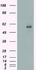 Anti-CYP2E1 Mouse Monoclonal Antibody [clone: OTI5F11]
