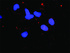 Anti-STK11 + CAB39 Polyclonal Antibody Pair