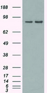 Anti-SCYL3 Mouse Monoclonal Antibody [clone: OTI4F10]