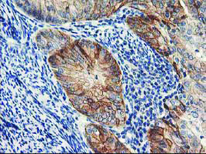 Anti-NAPEPLD Mouse Monoclonal Antibody [clone: OTI7B9]