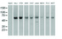Anti-PMEL Mouse Monoclonal Antibody [clone: OTI8A4]
