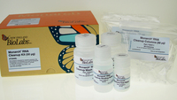 Monarch® RNA Cleanup Kits (50 μg), New England Biolabs