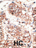 Anti-NRG3 Rabbit Polyclonal Antibody (PE (Phycoerythrin))