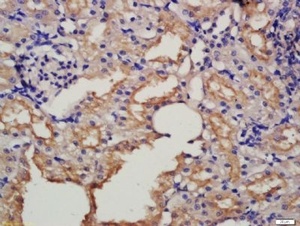 Immunohistochemical staining of rat kidney tissue using NRG1 antibody.