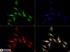 Anti-LPIN1 Rabbit Polyclonal Antibody (HRP (Horseradish Peroxidase))