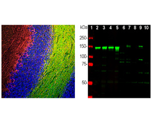 Left: Analysis of NF-M expression in rat cerebellum by Immunohistochemistry with chicken antibody to NF-M (red). Section was co-stained with mouse antibody to CNP (green). Blue: DAPI nuclear stain. Right: Western blot analysis of neuronal tissue and cell lysates.