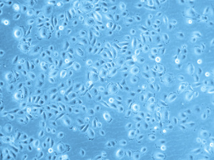 Human Tracheal Epithelial Cells (HTEpC), PromoCell