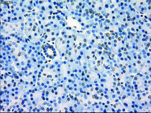 Anti-FCGR2A Mouse Monoclonal Antibody [clone: OTI9C6]