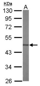 Anti-TERT Mouse Monoclonal Antibody [clone: 2D8]