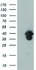 Anti-VASP Mouse Monoclonal Antibody [clone: OTI2G1]