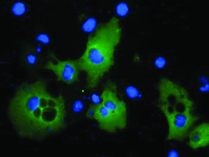 Anti-PIK3AP1 Mouse Monoclonal Antibody [clone: OTI7B12]