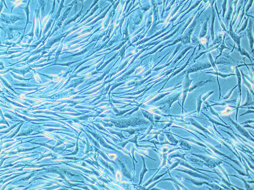 Human Mesenchymal Stem Cells from Adipose Tissue (hMSC-AT), PromoCell