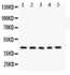 Anti-CCN1 Rabbit Polyclonal Antibody