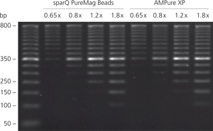 sparQ PureMag Beads show equivalent performance to AMPure XPfor DNA purification. 50 bp DNA ladder was purified with sparQ PureMag Beads and AMPure XP at different beads to DNA ratios and analyzed on 2% agarose gel.