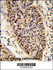 Anti-XPA Rabbit Polyclonal Antibody (PE (Phycoerythrin))