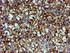 Anti-SAT2 Mouse Monoclonal Antibody [clone: OTI2B3]